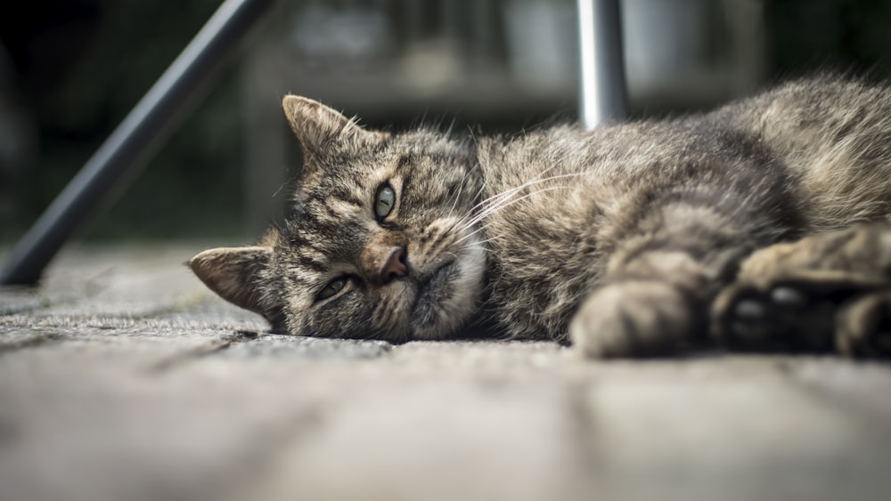 selective focus photography of lying brown tabby cat