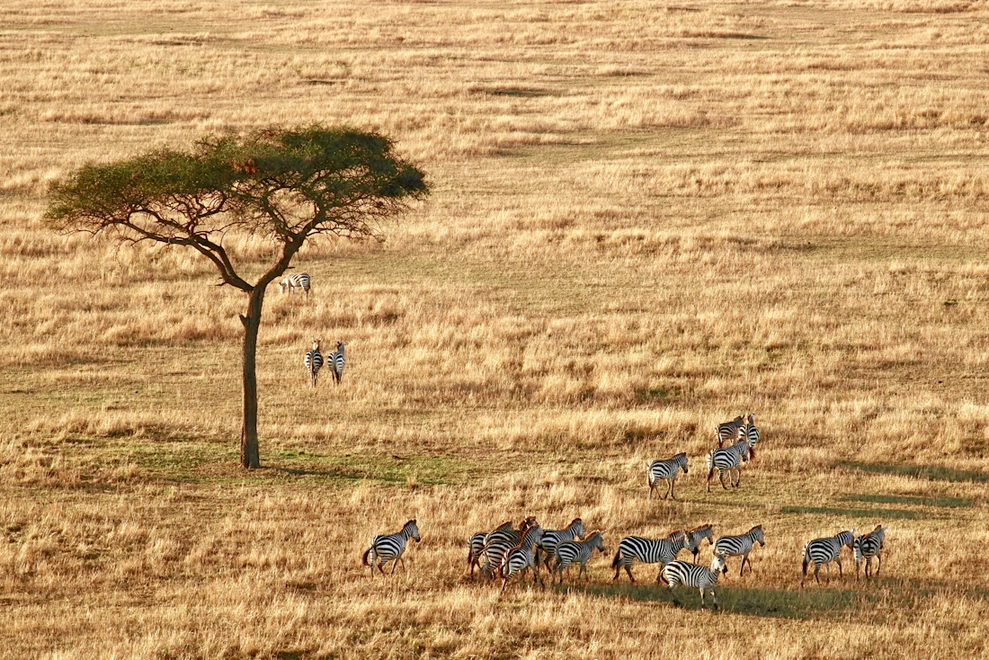 Zebras grazing beneath a lone acacia tree on the golden plains of the East African savanna