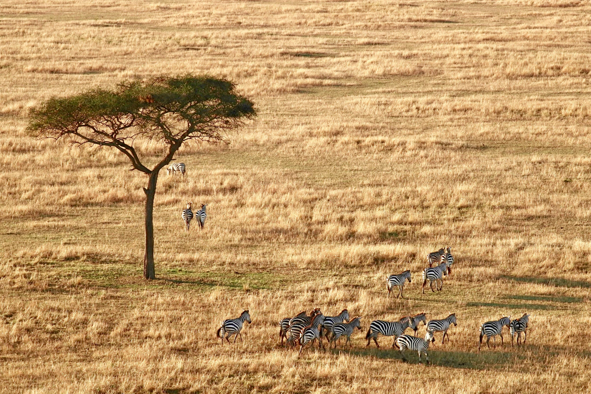 Serengeti in December – a herd of zebras near an acacia tree on the open plains of Serengeti National Park, Tanzania