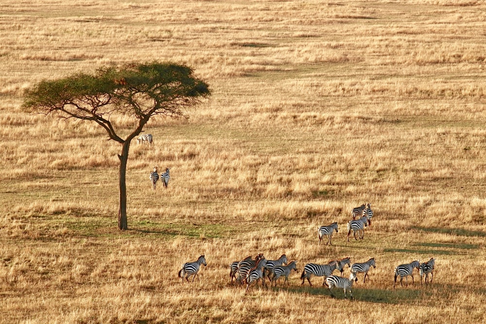 herd of zebra near tree