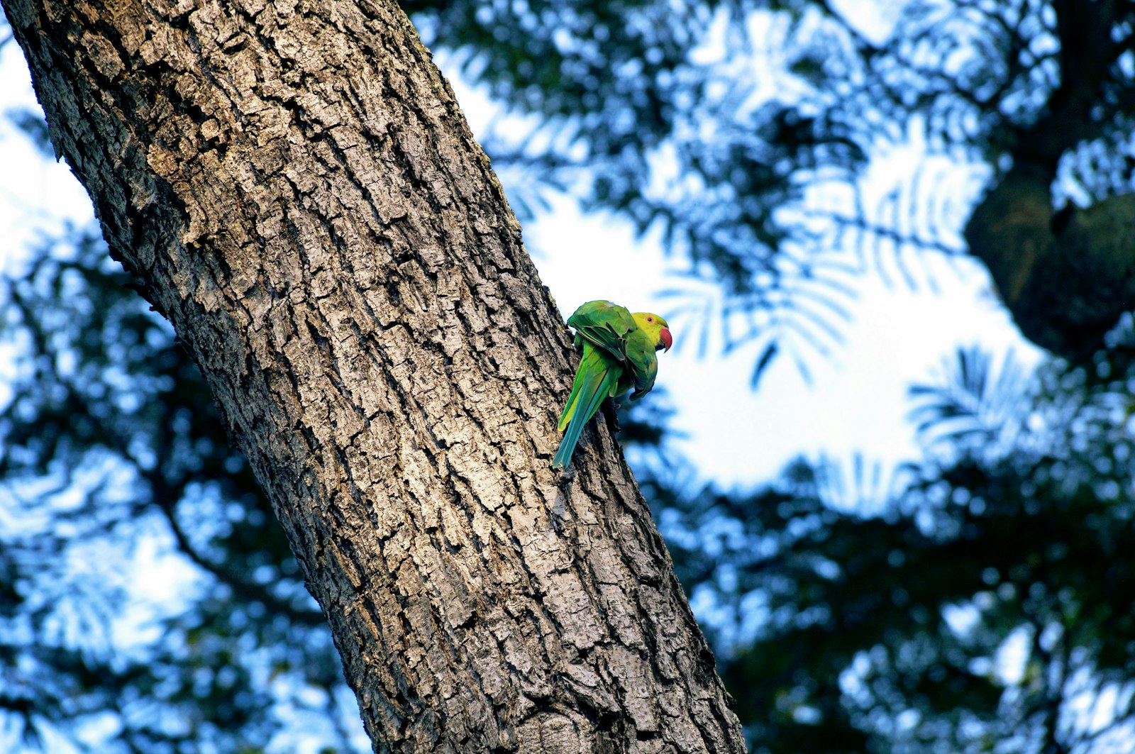 Sony SLT-A57 + Sony DT 18-135mm F3.5-5.6 SAM sample photo. Green bird on tree photography