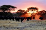 herd of water buffalo walking on grass field during golden hour