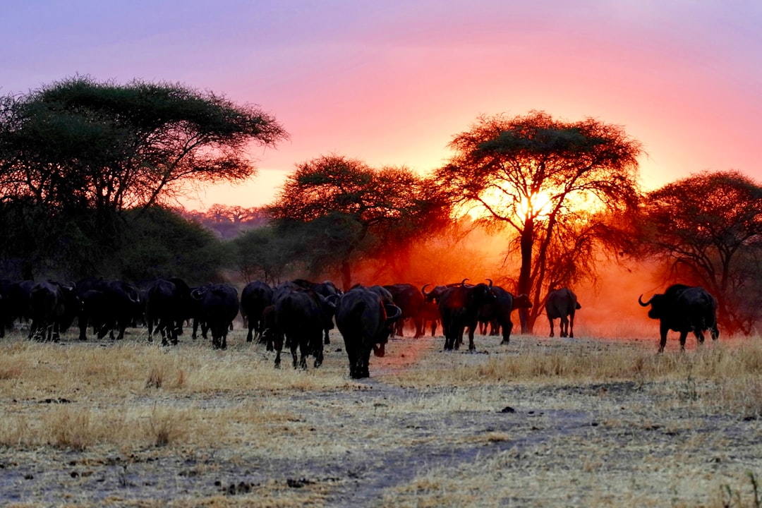Serengeti National Park - africa trip cost
