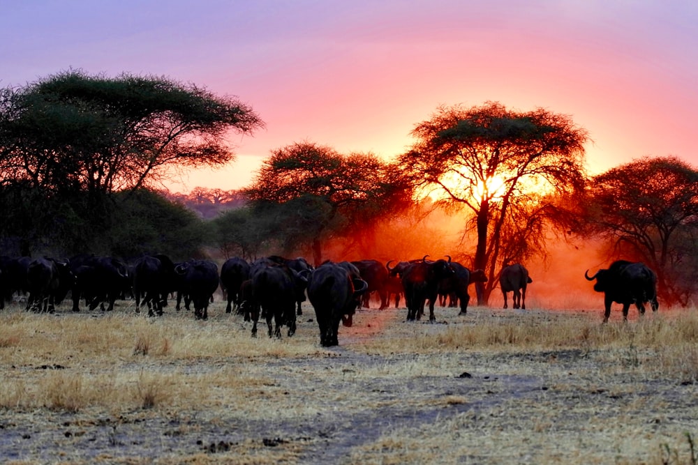 herd of water buffalo walking on grass field during golden hour