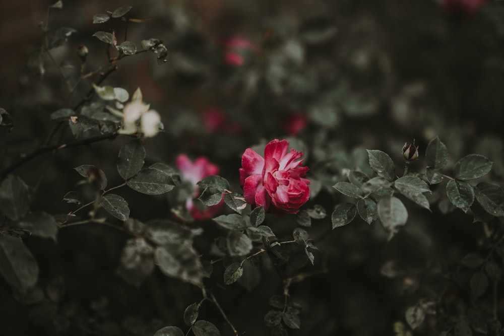 selective focus photography of red petaled flower