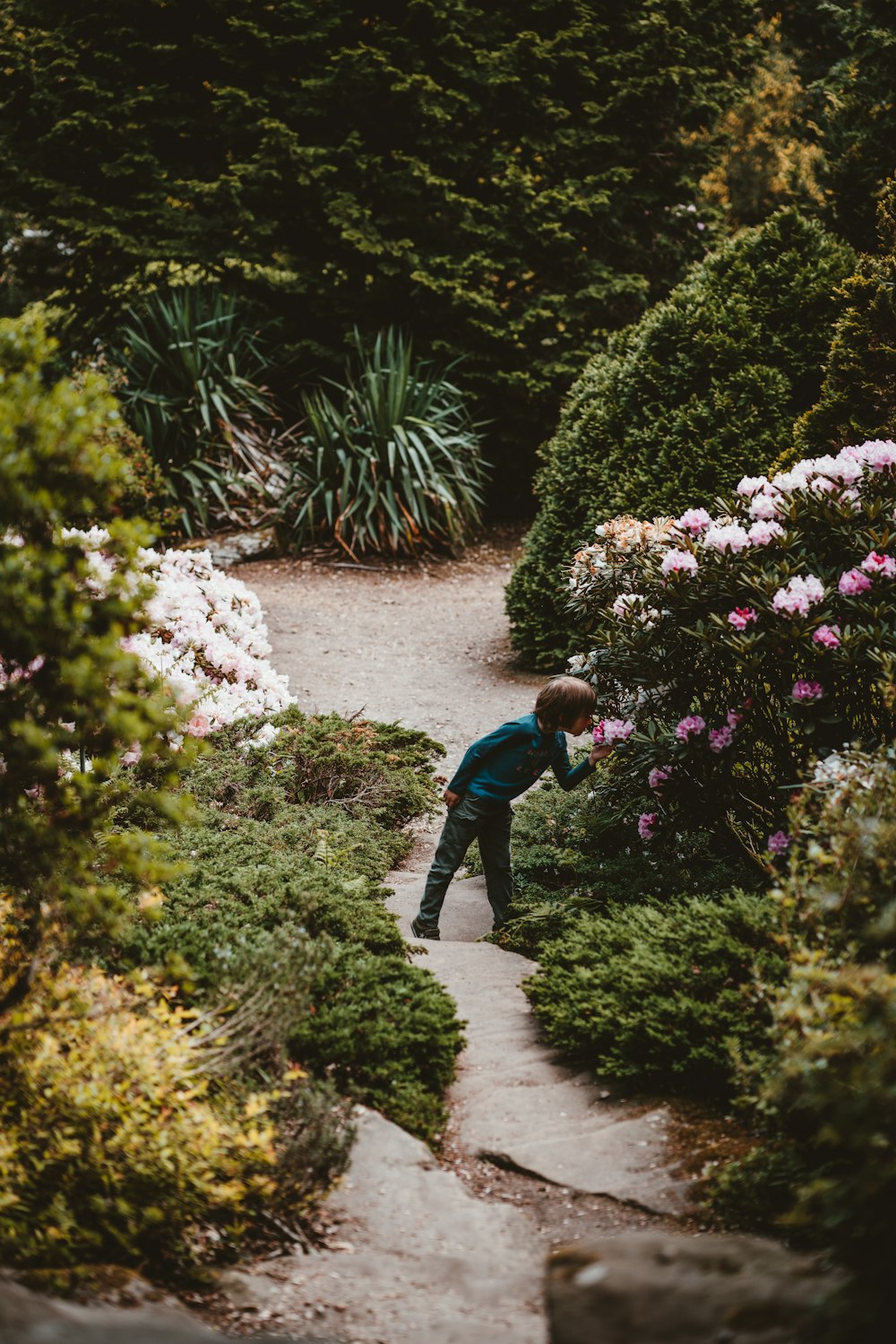 boy smelling pink flowers surrounded with trees during daytime