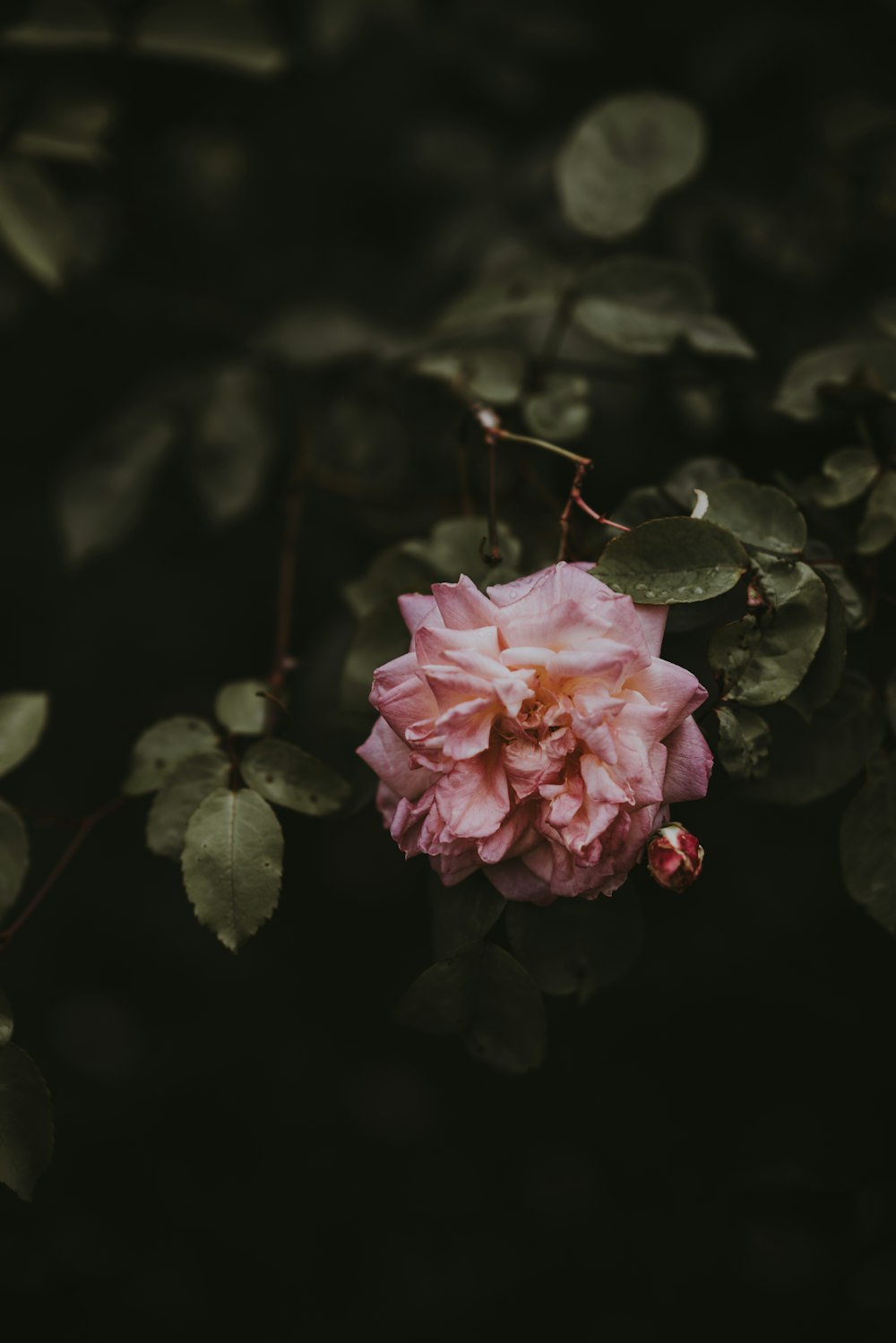 bloomed pink flower on tree