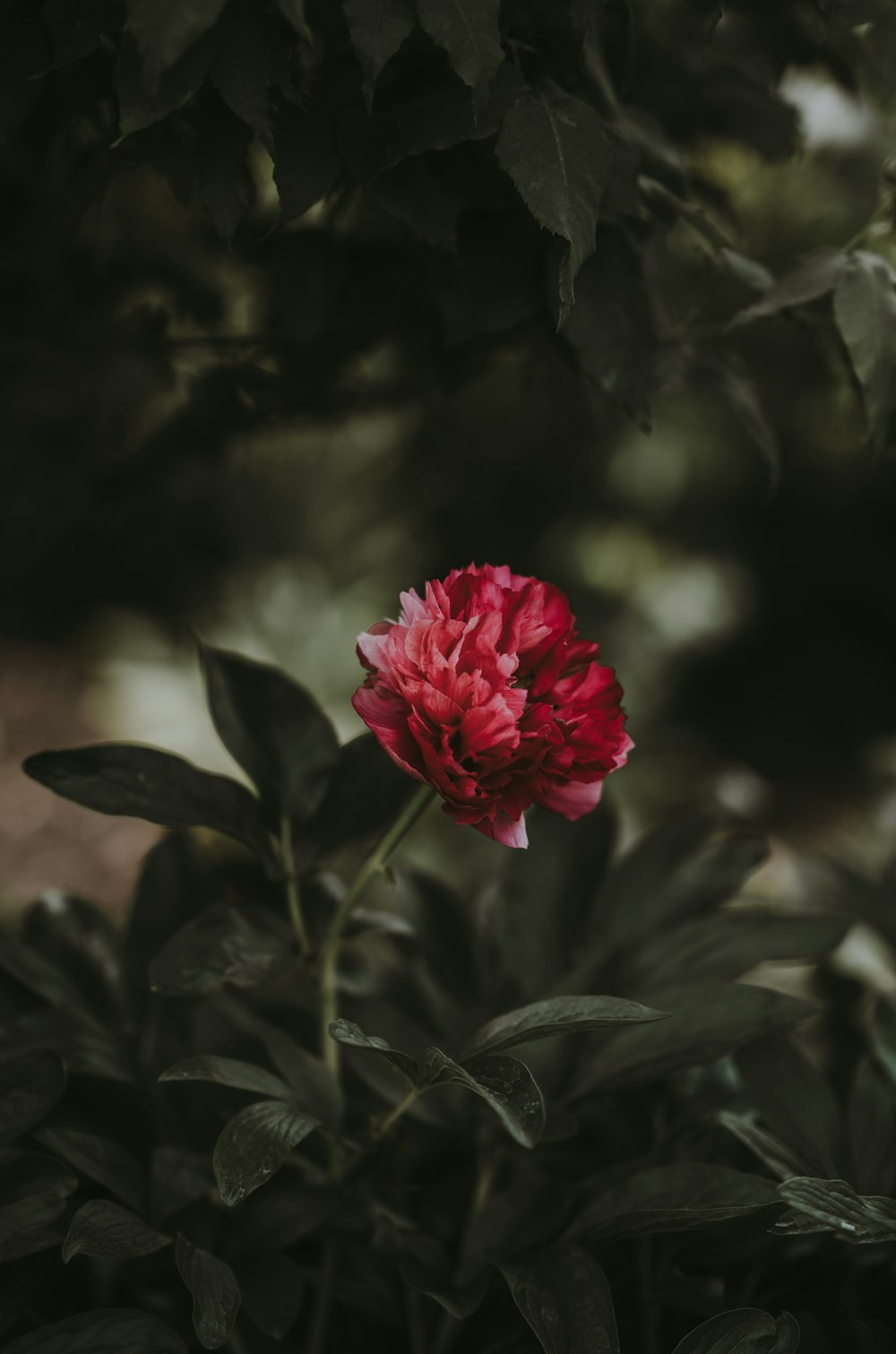 selective color of red petaled flower