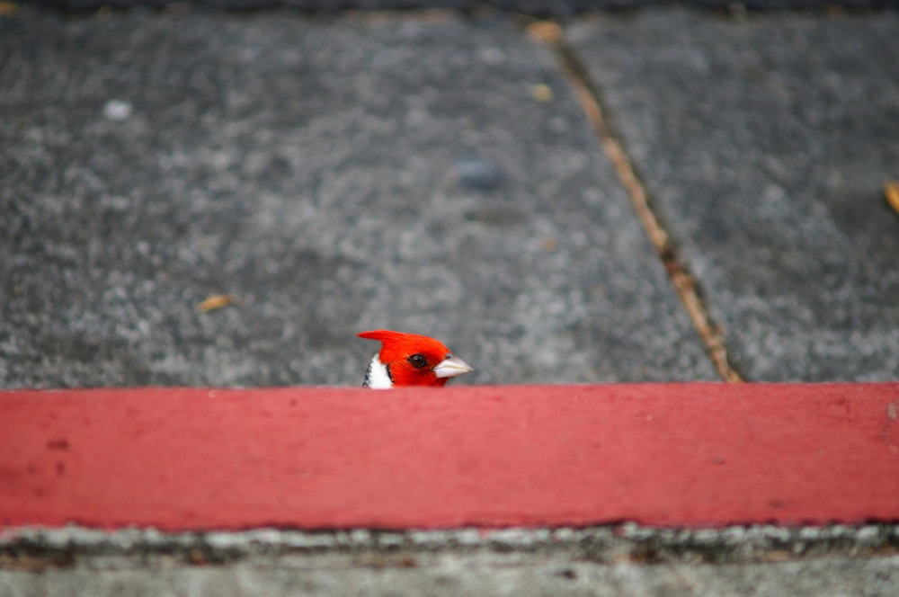 pájaro rojo en el pavimento