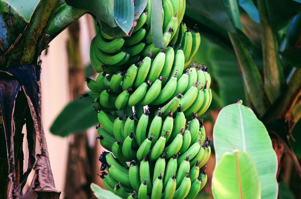 pile of green bananas