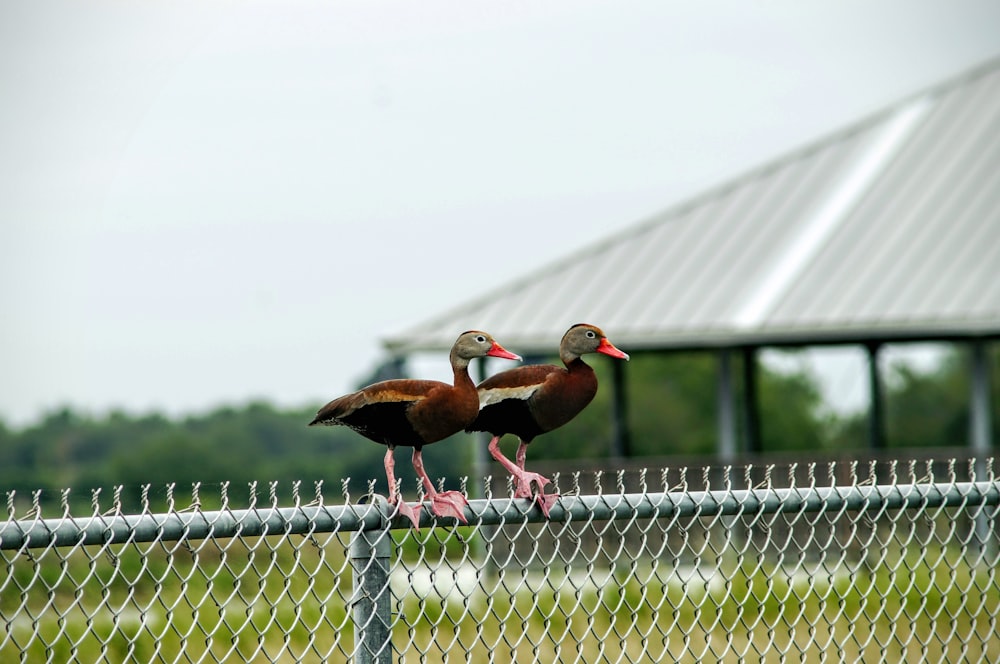 two brown birds on gray cyclone fence during daytime