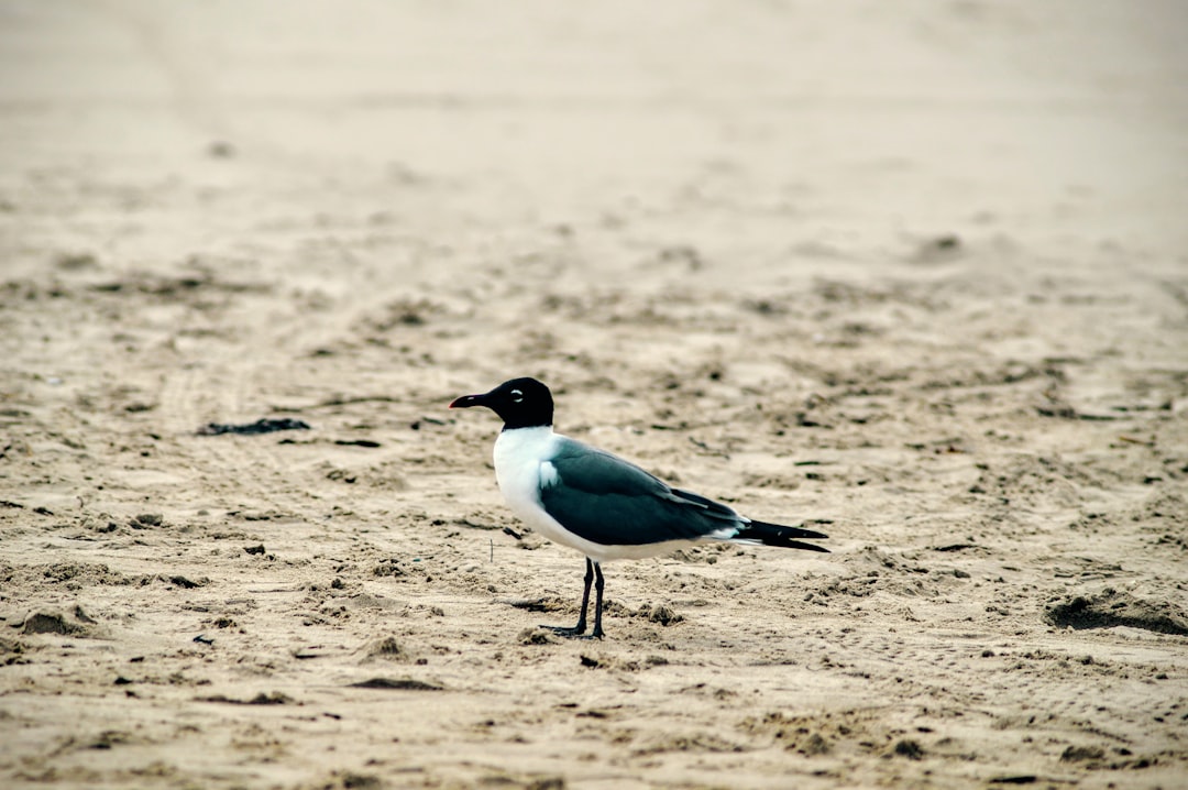 bird standing on sand during day