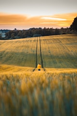 Farm worker inspecting thriving crops during golden hour.