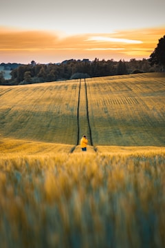 Farm worker inspecting thriving crops during golden hour.