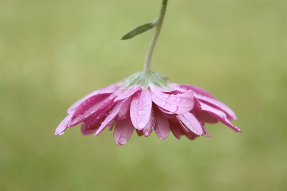 closeup photography of pink petaled flower with water dew