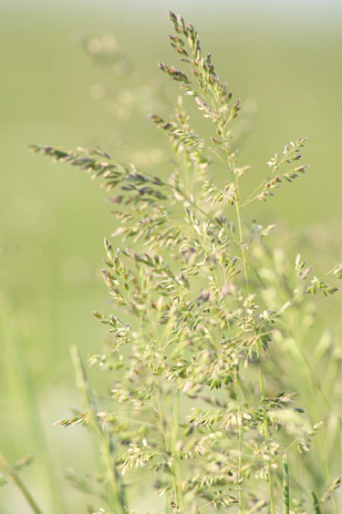 Close-up of lush green pasture seeds ready for planting