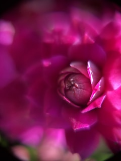 A close-up of a vibrant flower in full bloom, showcasing its intricate details.