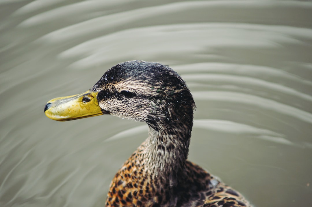 brown and black duck on pond