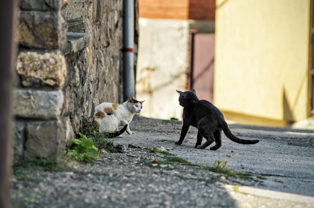 Schwarze und weiße Katzen in der Nähe von grauem Pfosten