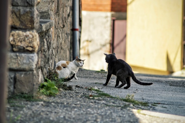 Two cats are interacting in an alley, surrounded by stone walls and uneven pavement. One cat is black, standing with arched back facing another white and brown cat sitting near the wall. The setting looks like a quiet, slightly sunlit street corner, with some greenery growing between the stones and pavement.