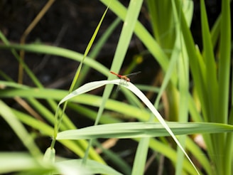 A red dragonfly rests on a long, slender green leaf surrounded by other blades of grass in bright sunlight.