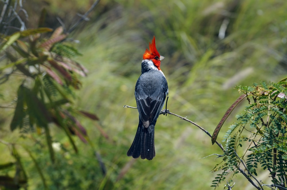 black and red bird perched on brown tree branch