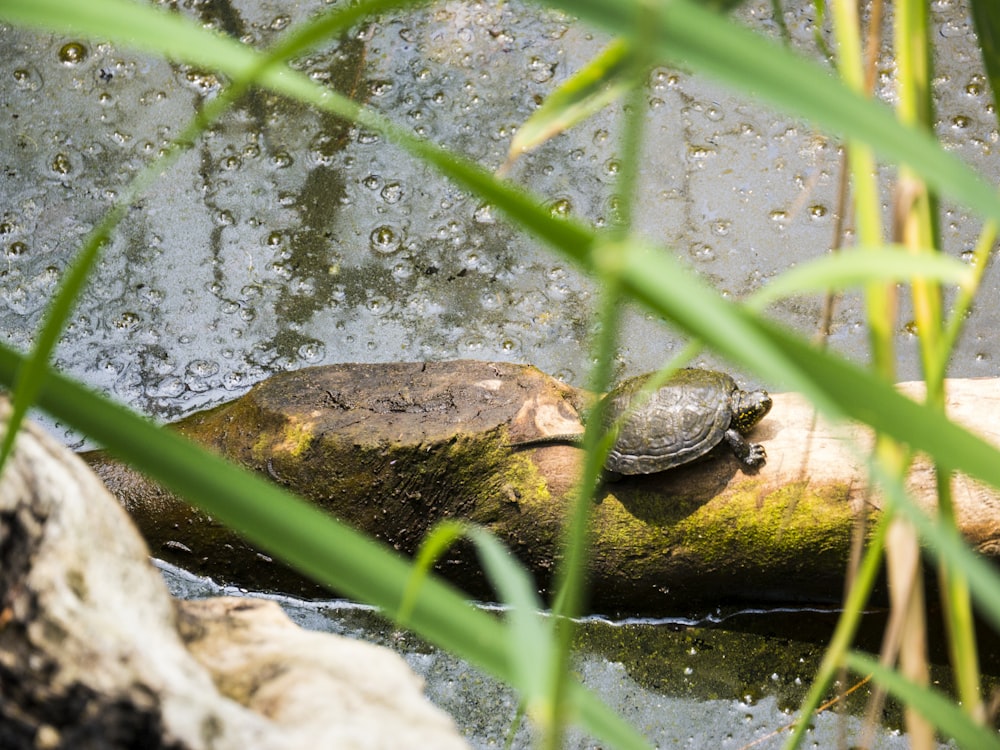 brown turtle on rock