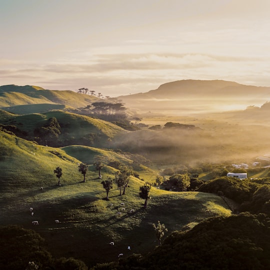 green grass mountain at day time in Wharariki Beach New Zealand