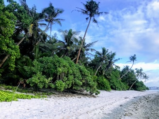 A tranquil beach scene with clusters of coconut palm trees swaying in the breeze.