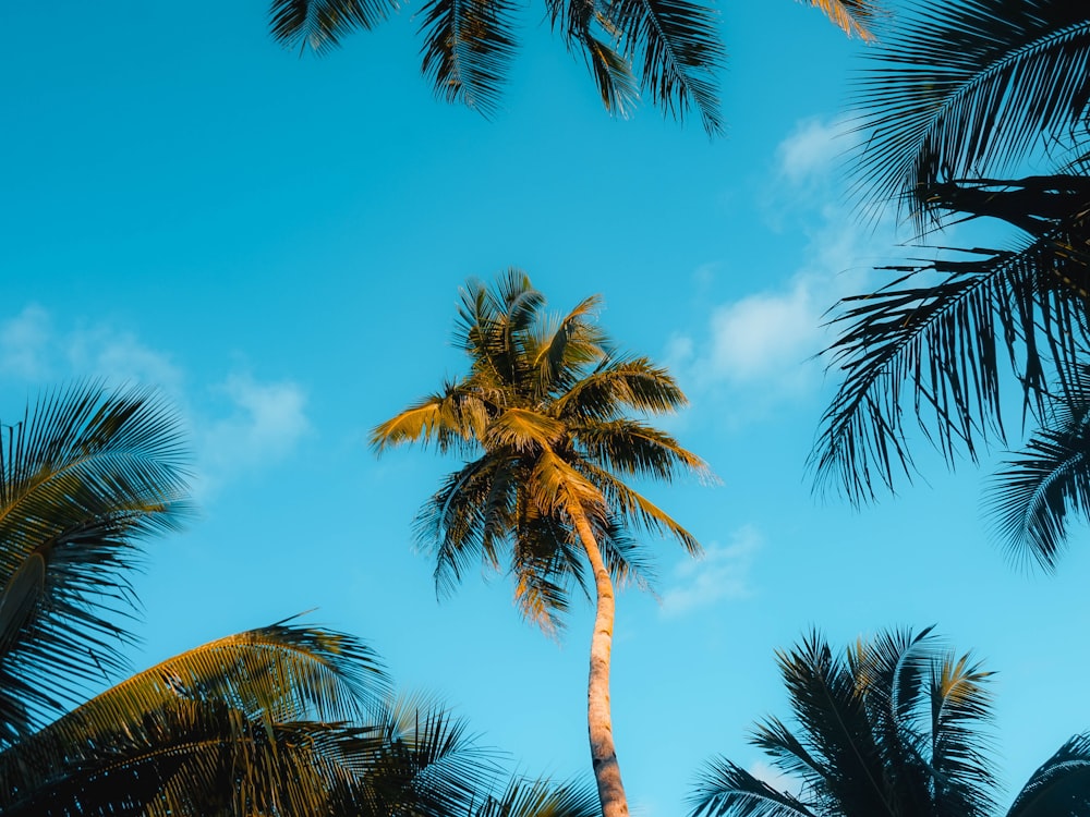 low angle photography of coconut tree