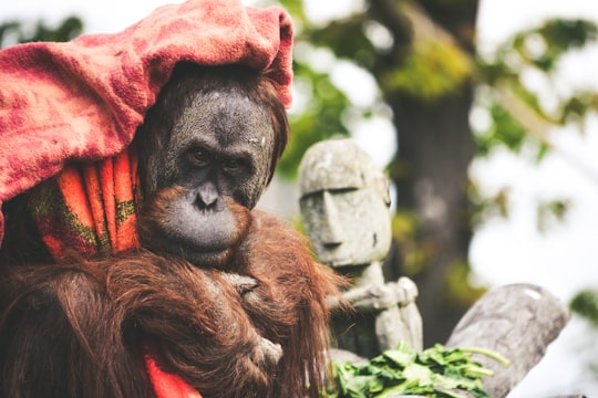 shallow focus photography of brown monkey in Pairi Daiza Belgium