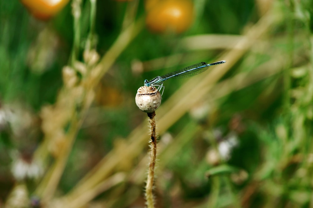 libellula nera su gambo di pianta marrone