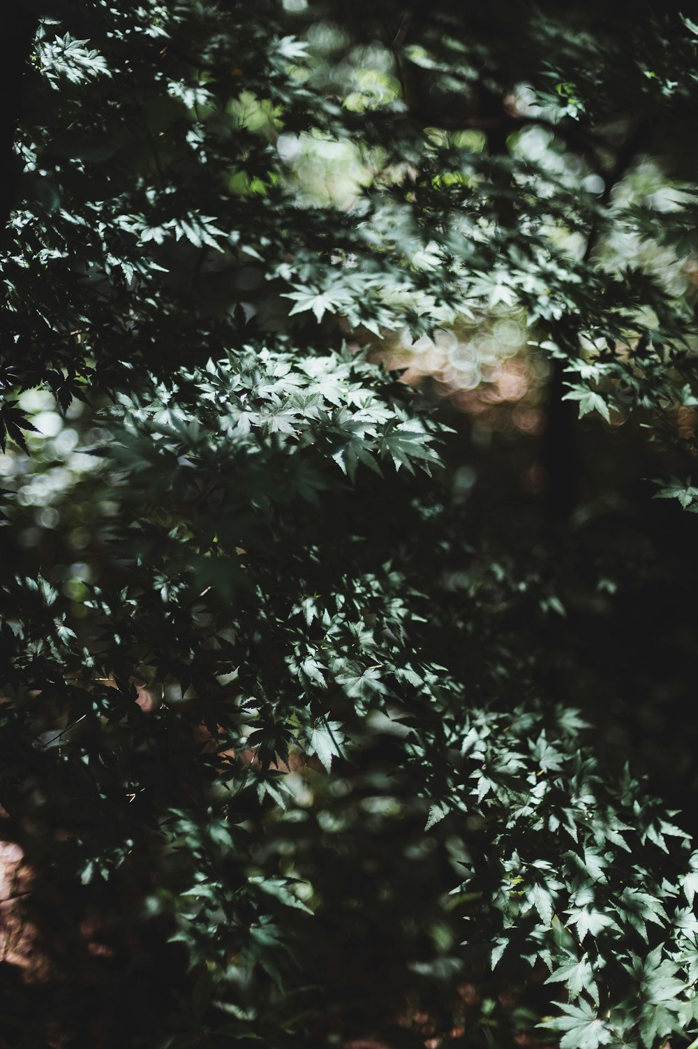 bokeh photography of green trees