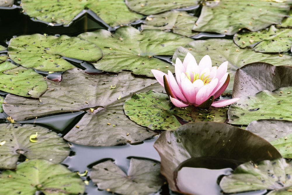 pink water lily on green pods