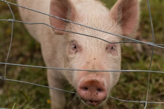 Close-up of a mischievous pig building a fortress with humorous facial expression.