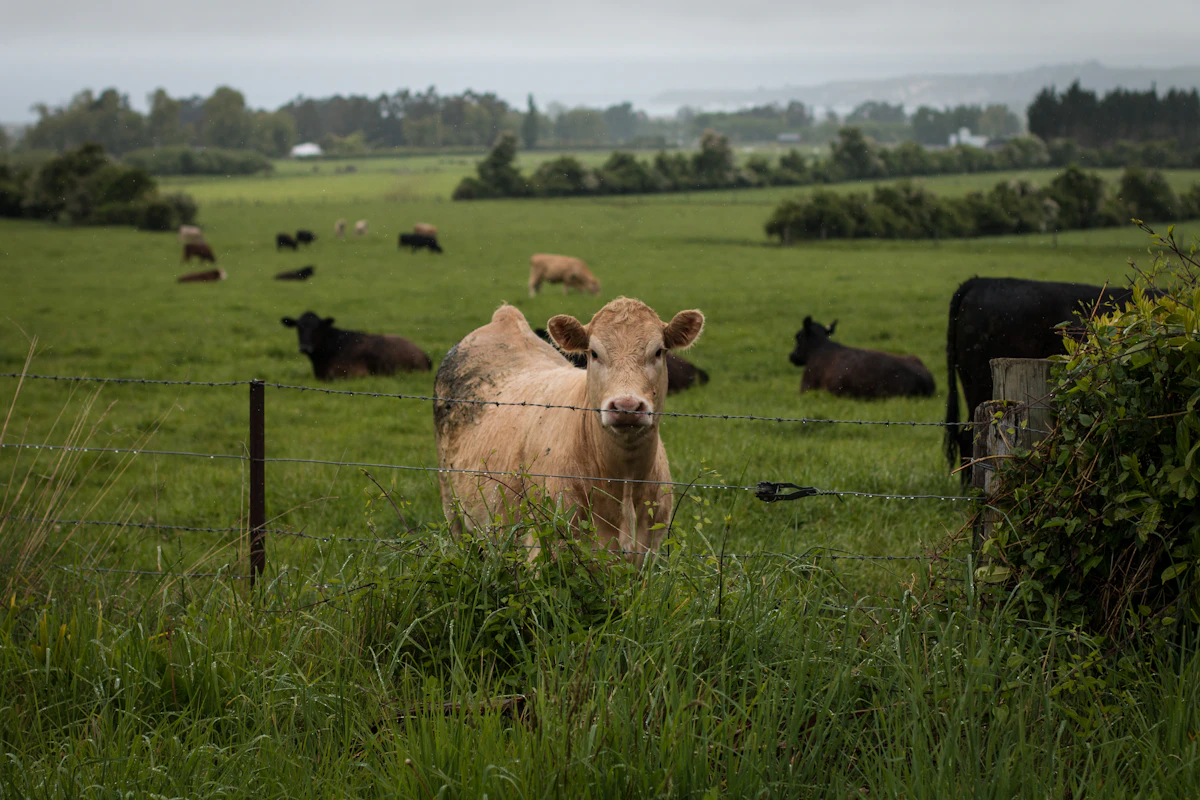 Cattle behind a rural wire boundary fence.