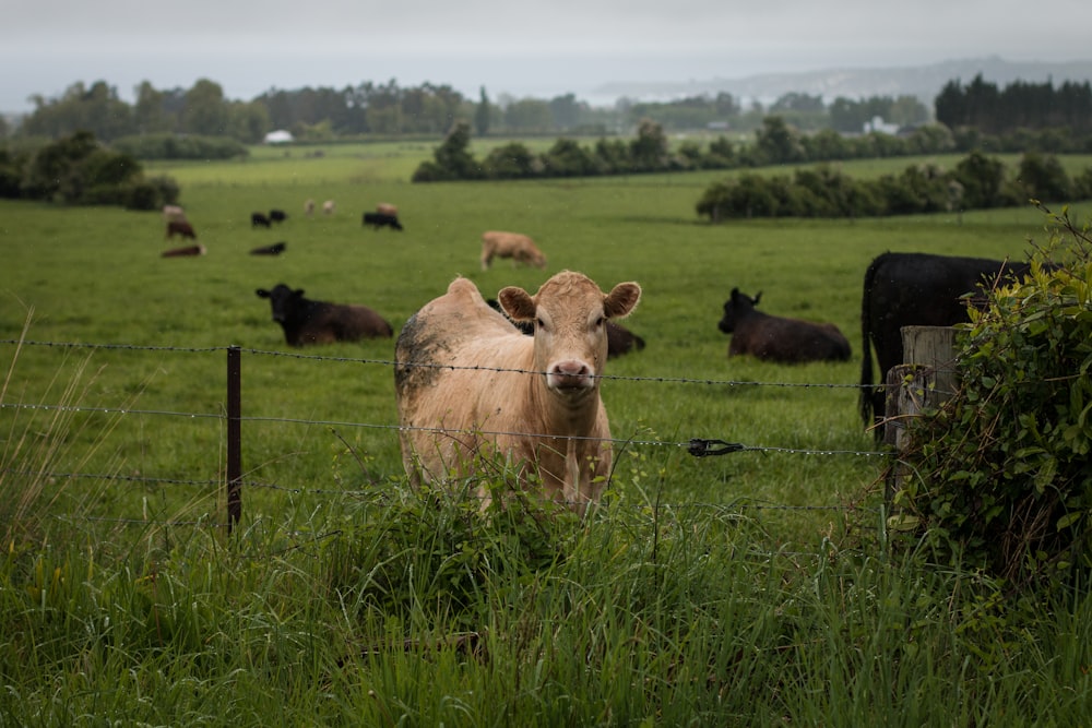 vaca marrón de pie detrás de una valla