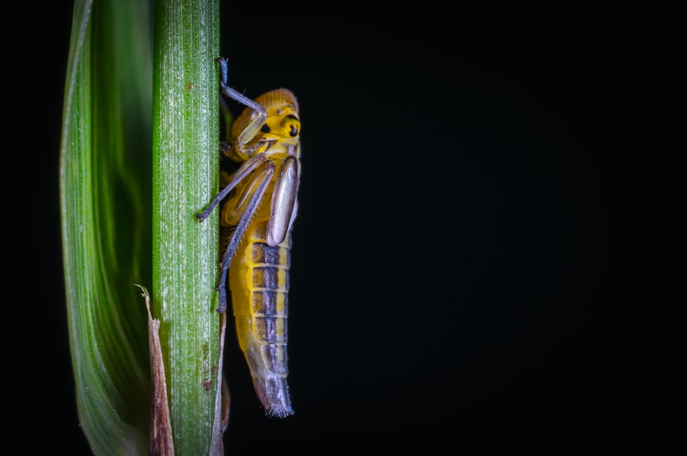 shallow focus photography of brown insect