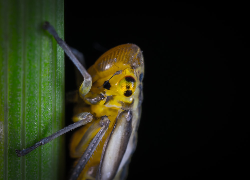 yellow and gray cricket