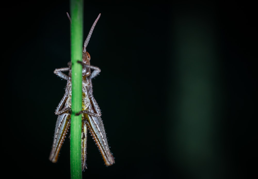 녹색 식물에 회색 곤충의 매크로 사진