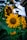 Vibrant sunflowers with large, bright yellow petals and textured brown centers surrounded by lush green leaves. The sunlight highlights their natural beauty, creating a lively and cheerful atmosphere.