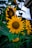 Vibrant sunflowers with large, bright yellow petals and textured brown centers surrounded by lush green leaves. The sunlight highlights their natural beauty, creating a lively and cheerful atmosphere.