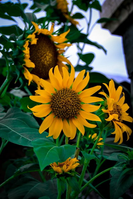 A cheerful bouquet of sunflowers basking in warm sunlight