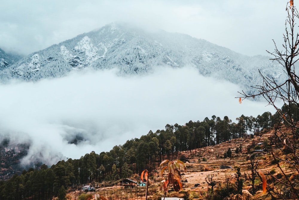 Montanha coberta de neve e floresta perto de nevoeiros durante o dia