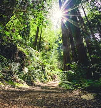 trees and sunlight