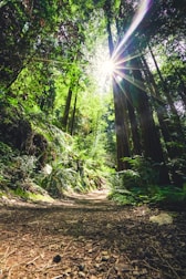 trees and sunlight