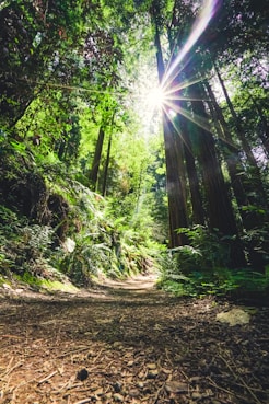 trees and sunlight