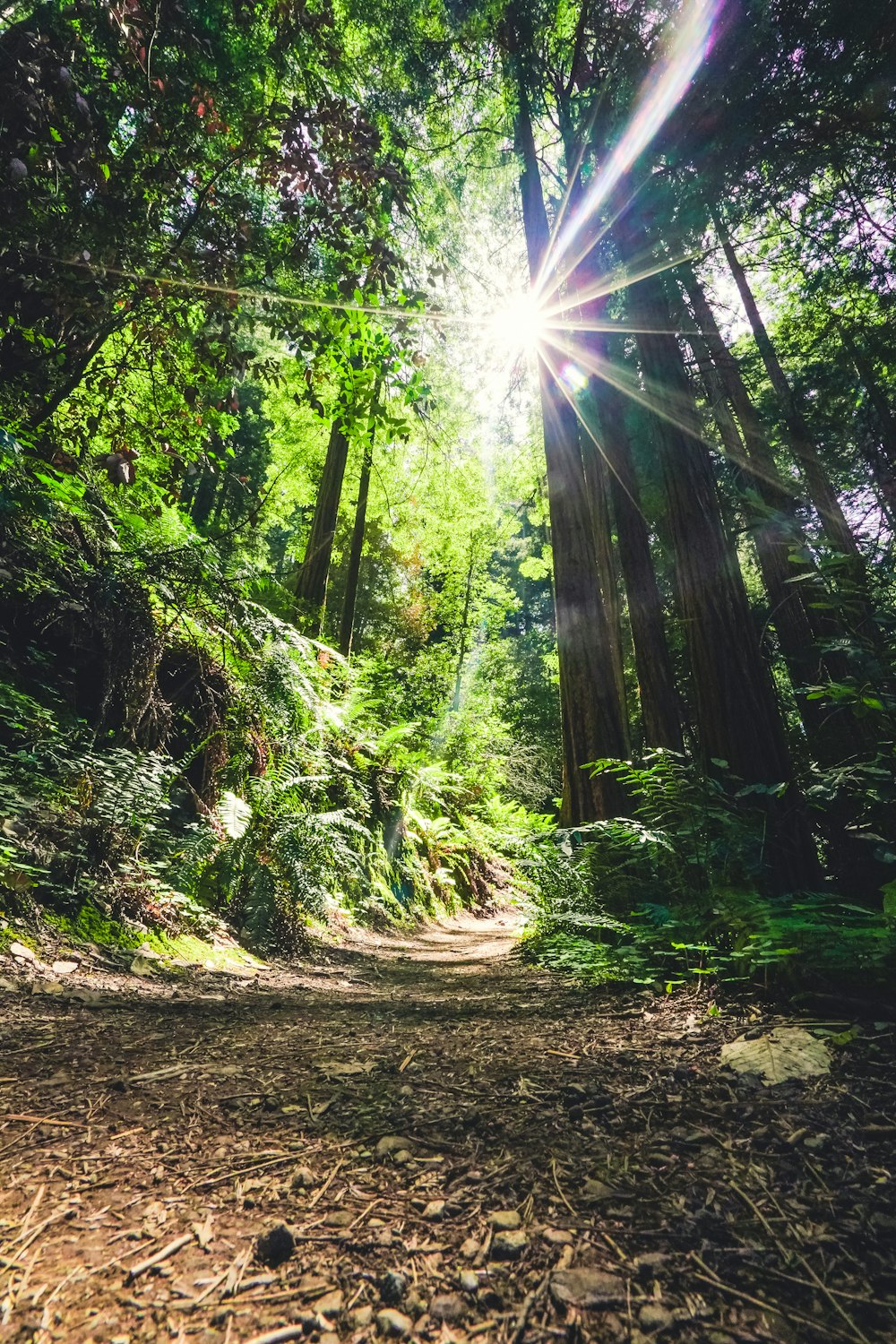 trees and sunlight