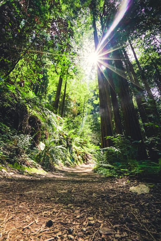 trees and sunlight in Muir Woods National Monument United States