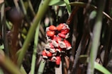 Bright red seeds are clustered together amidst dense, textured plant stems and leaves. The seeds are surrounded by a shell-like structure that appears to be breaking open, revealing the glossy surface of the seeds. The surrounding stems are in various shades of green and brown, creating a natural and earthy environment for the vibrant seeds.
